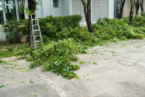 How Our Tree Care Process Works  in  Ephrata, PA